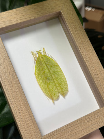 Leaf Mimic Grasshopper